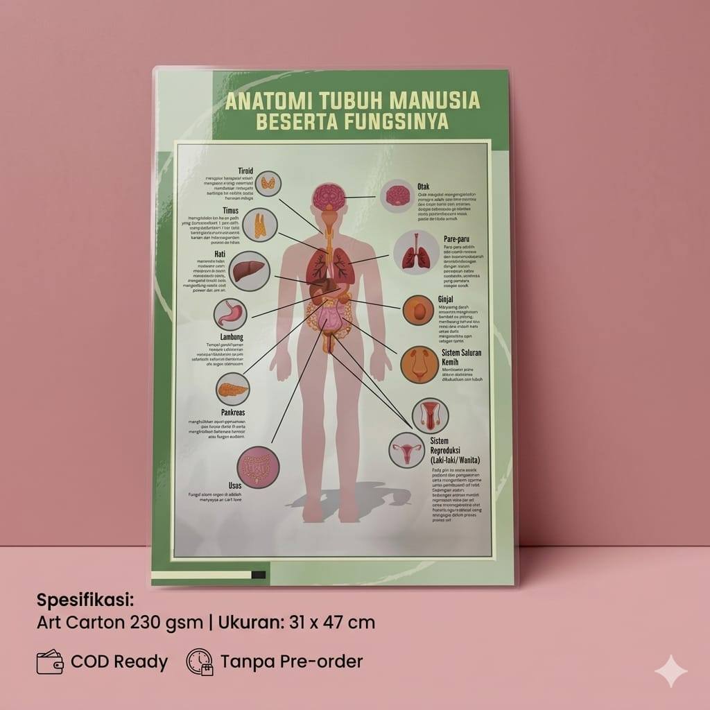 Poster Anatomi Tubuh Manusia - Poster Fungsi Tubuh Manusia - Poster Sekolah - Poster Kesehatan