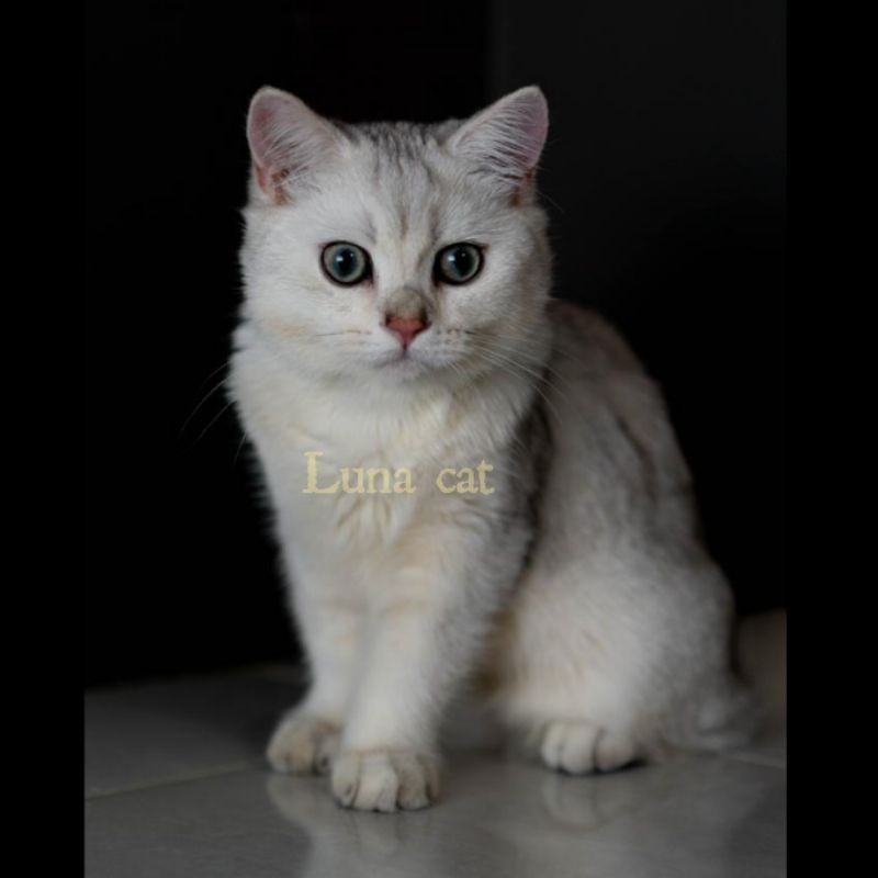 kucing british shorthair (BSH)