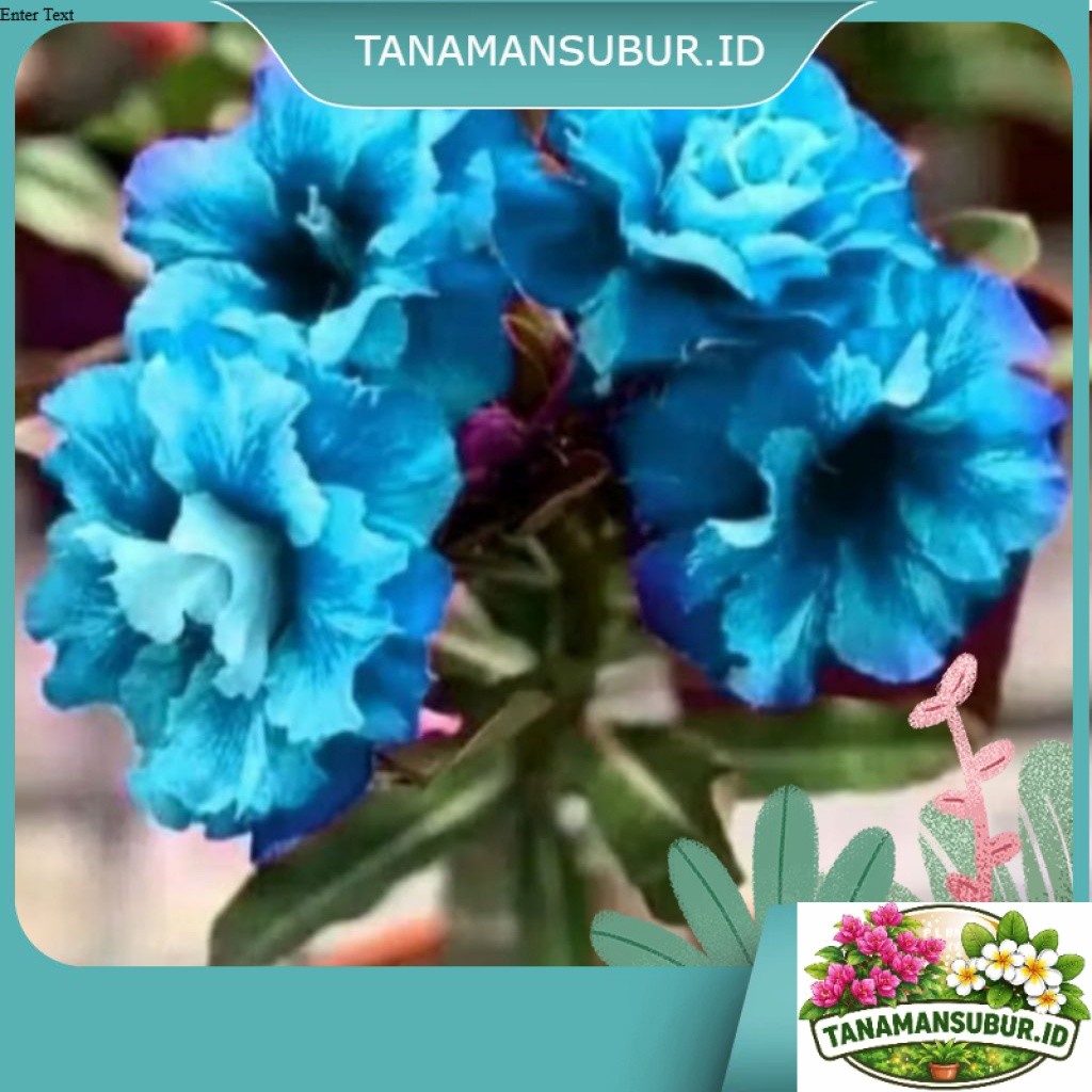 tanaman hias bibit adenium bung biru