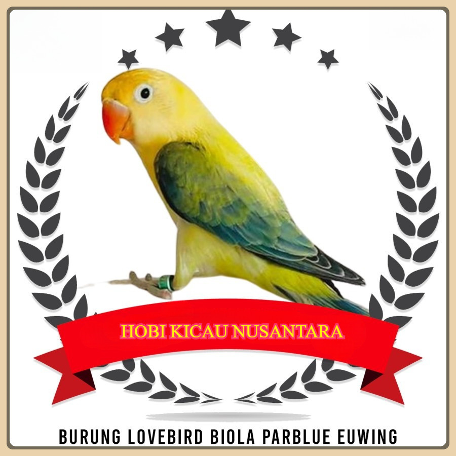 Burung Lovebird Biola Parblue Euwing Green Pilihan