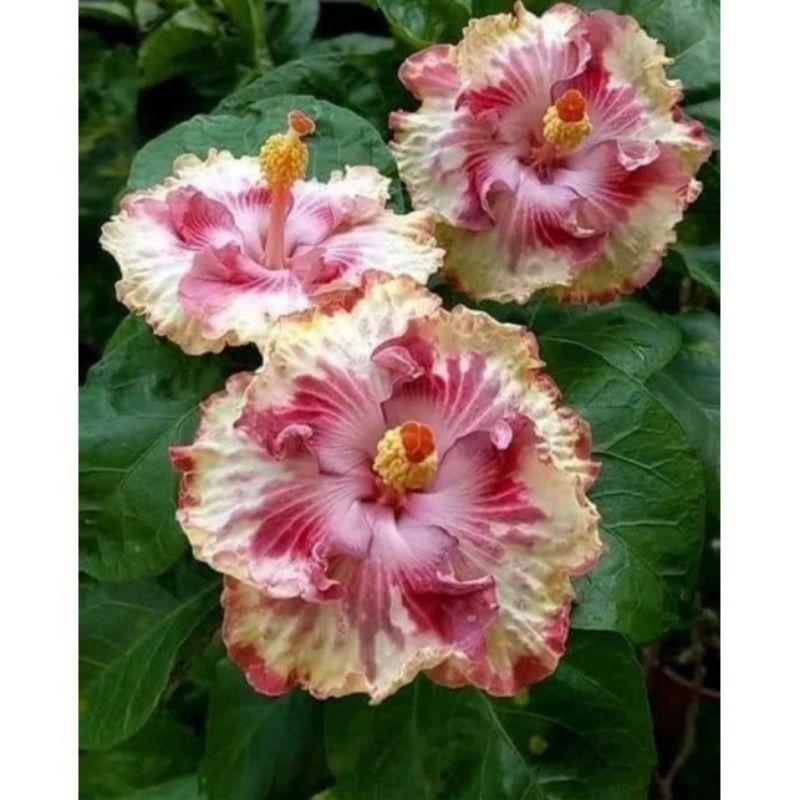 NEW TANAMAN HIAS HIBISCUS BUNGA KEMBANG SEPATU//WHITE ROSE