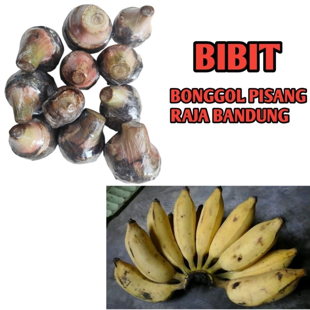 Promo Bibit Bonggol Pisang Raja Bandung Pisang Siem