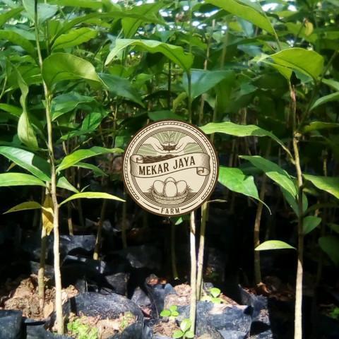 Bibit Unggul Pilihan Berkualitas BIBIT TANAMAN KAYU GAHARU/ POHON GAHARU KALIMANTAN Mekarjaya Farm