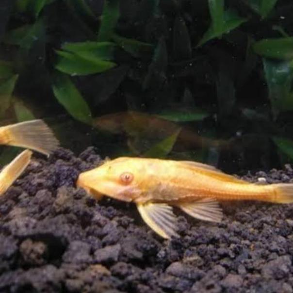 IKAN SAPU SAPU ALBINO | Albino Pleco | Ikan Pembersih Kaca & Alga Aquarium | Ikan Hias Eksotis & Kua