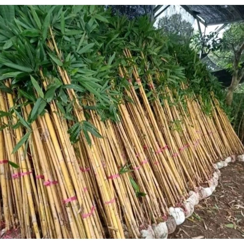Bambu kuning tinggi 2 meter RIMBUN