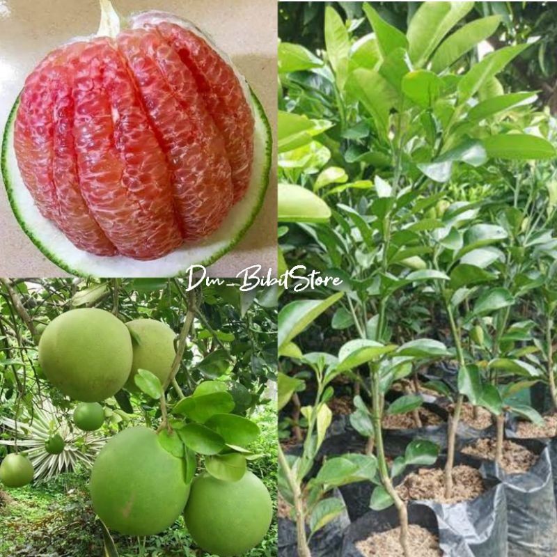 Bibit Jeruk Bali Madu Unggul Cepat Berbuah | Bibit Jeruk Pamelo Madu