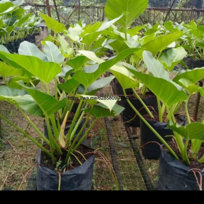 tanaman hias pilo marbel