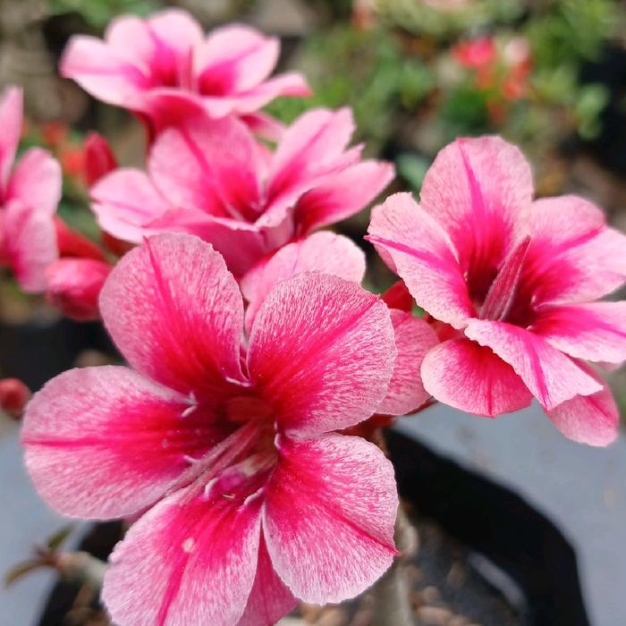 adenium benih  bunga tumpuk