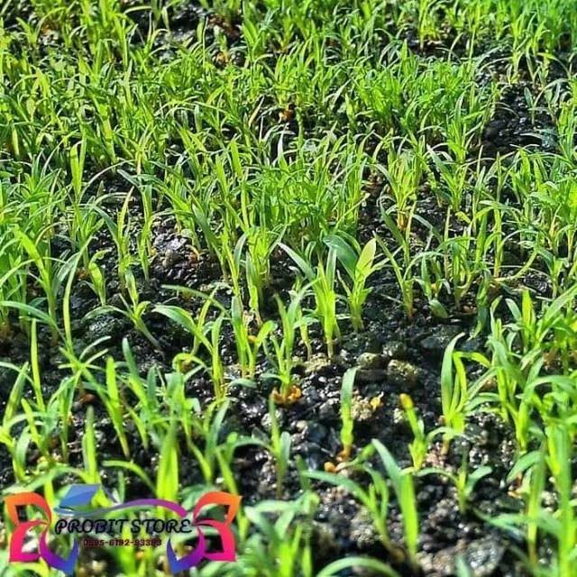Jual       PROMO biji rumput jepang 100grams-benih rumput jepang-benih biji rumput jepang       _