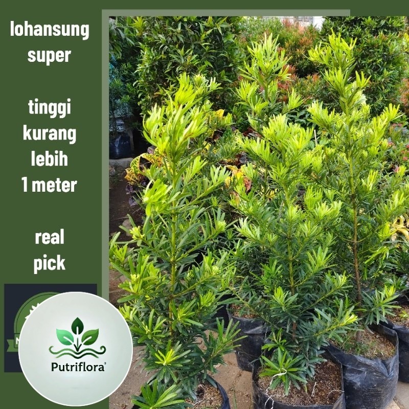 (NEW) Tanaman hias lohansung taiwan, pohon lohansung taiwan