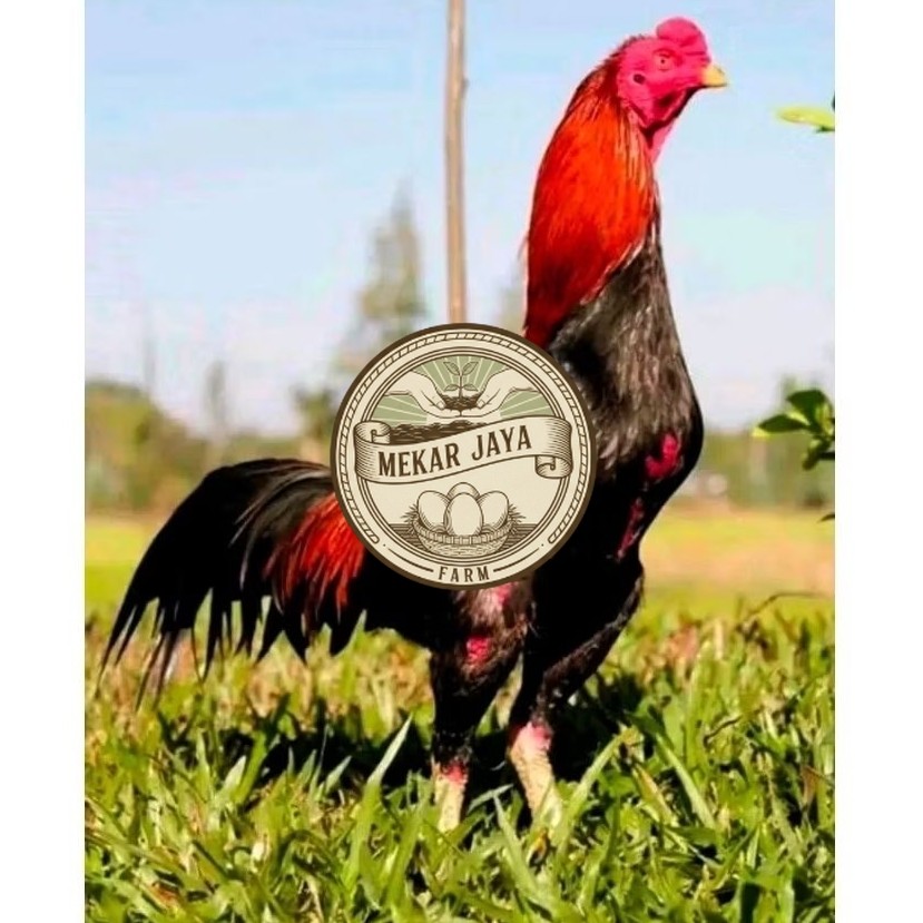 Telur Ayam Bangkok Thailand Original Untuk Ditetaskan Mekarjaya Farm