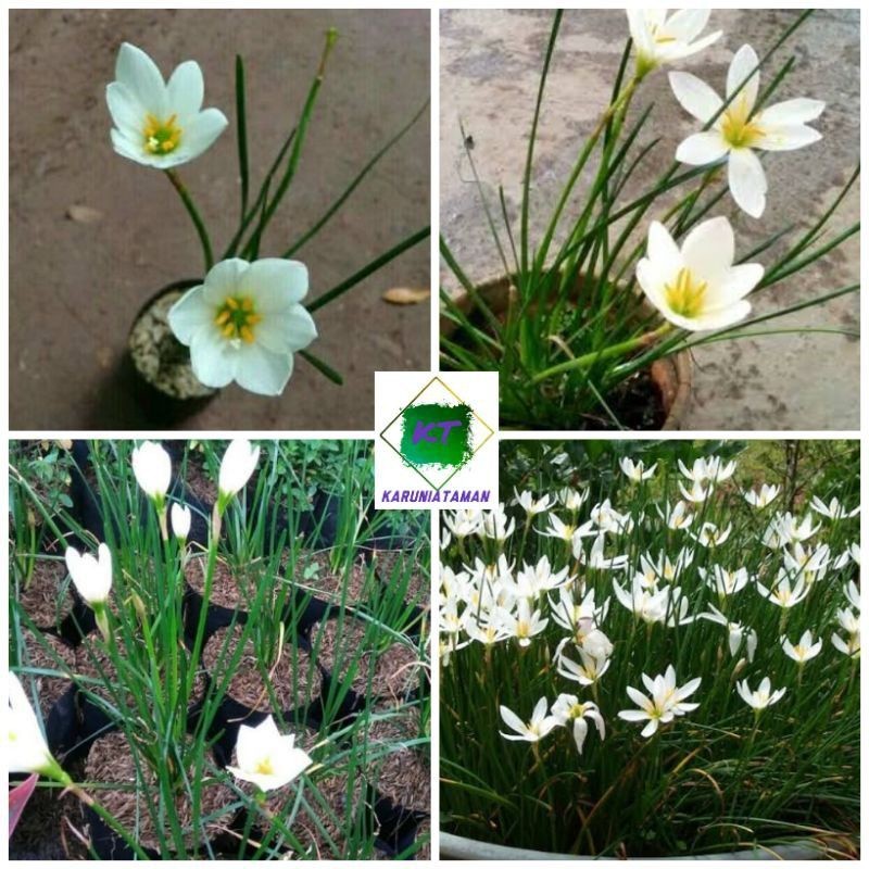 paket 100 pohon tanaman hias lili hujan bunga putih