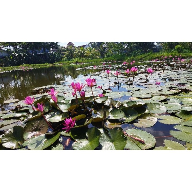 Tanaman air bunga teratai segar / bunga teratai merah / bunga teratai rubra merah