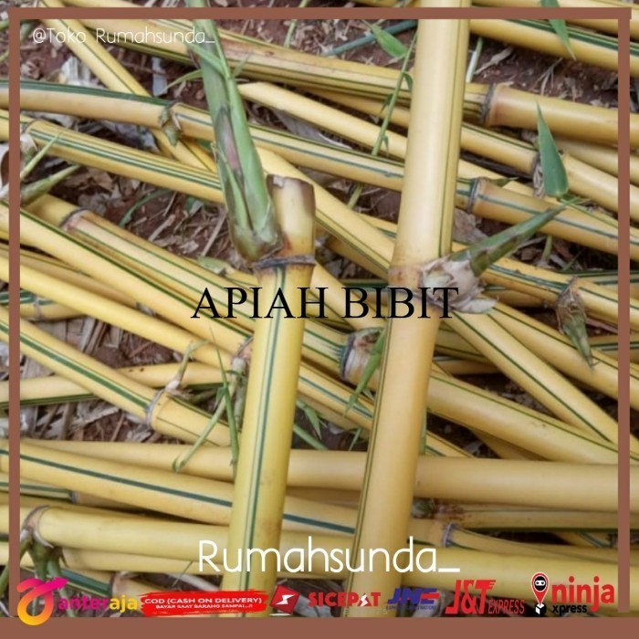 Stek bambu kuning besar / Bibit bambu kuning PROMO
