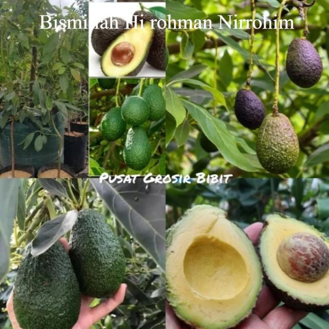 Bibit alpukat hass ukuran 1 meter batang besar