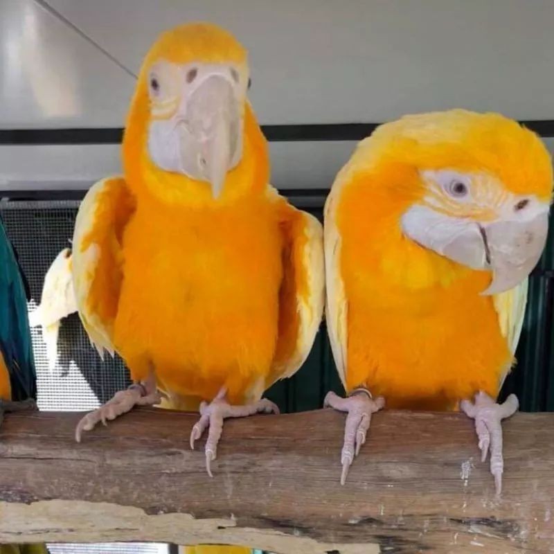telur fertil burung macaw albino 100%original