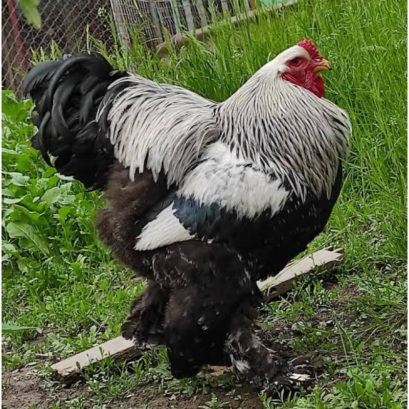 TELUR FERTIL AYAM BRAHMA UNTUK DINTETASKAN