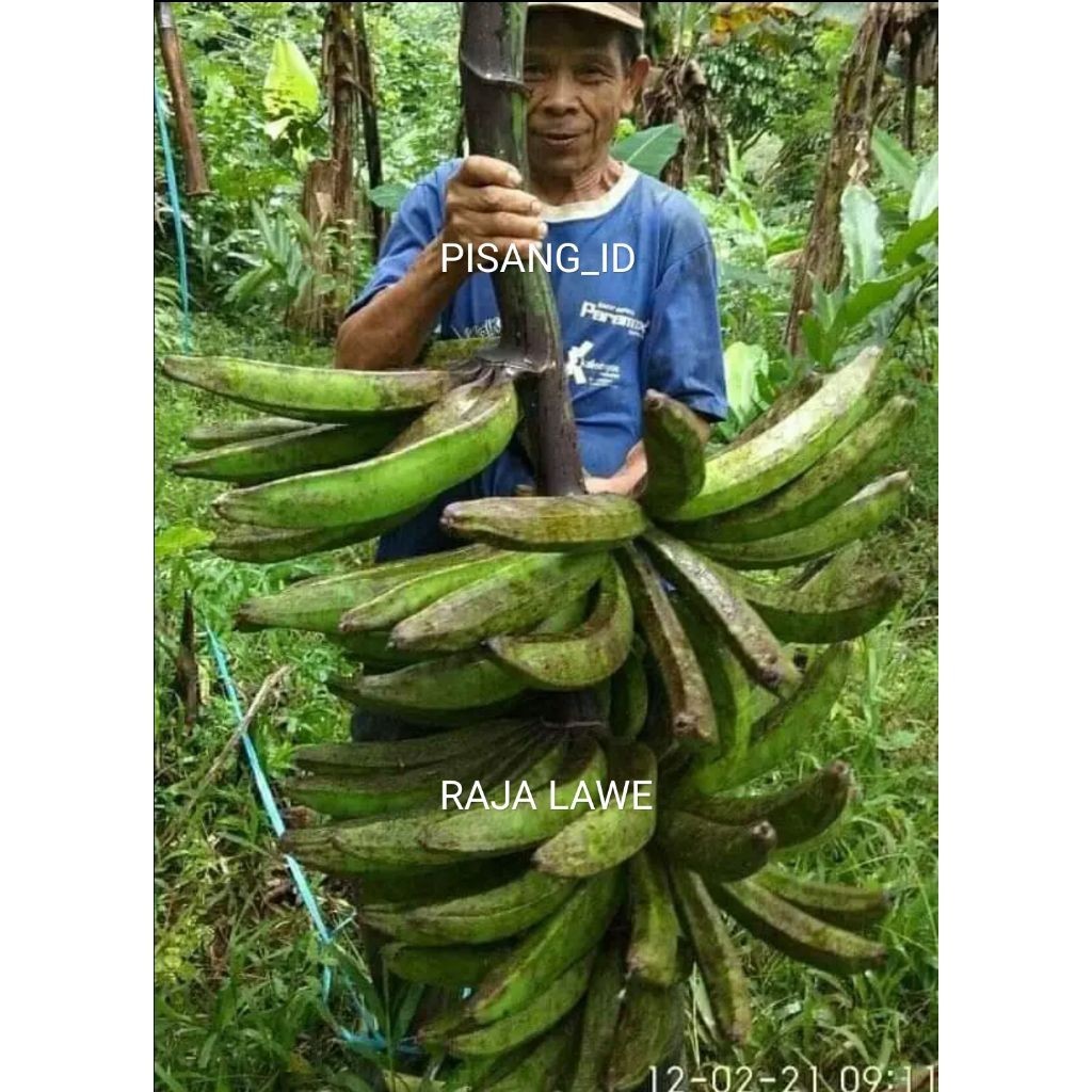Promo PROMO Bibit Pisang Raja Lawe Kualitas Unggul Cepat Berbuah