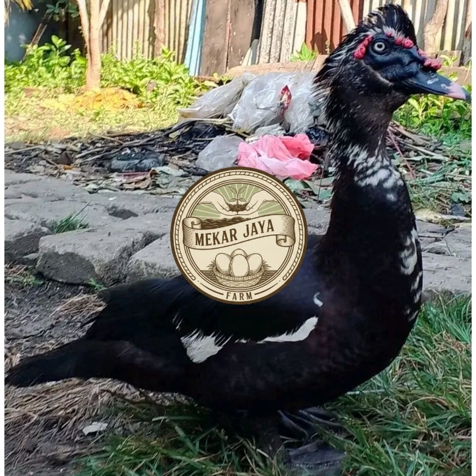 TELUR ENTOK JUMBO TRONTON LEHER PANJANG untuk ditetaskan Mekarjaya Farm