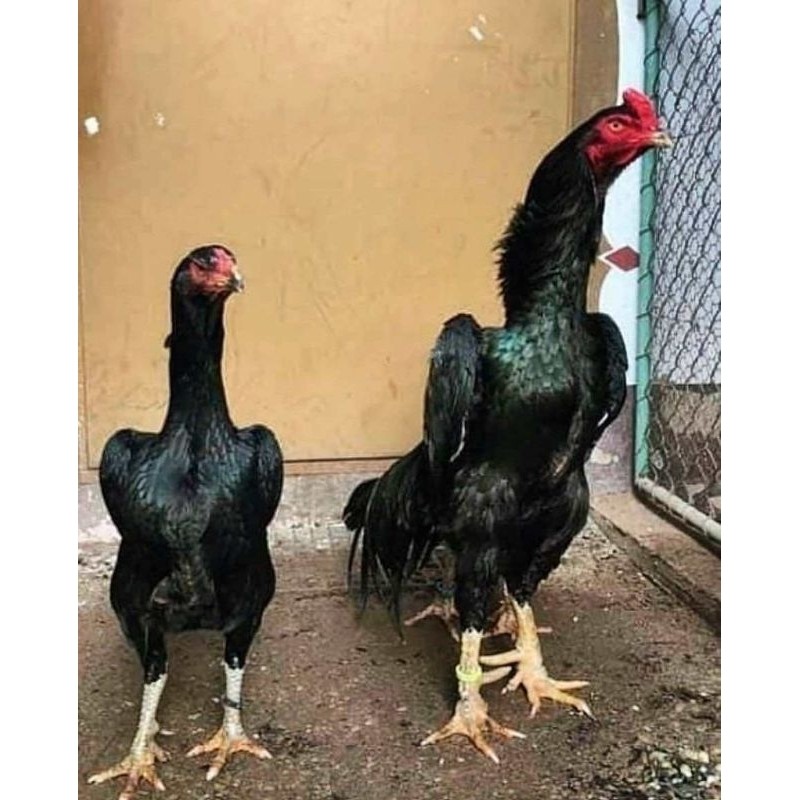 Telur Tetas Ayam Shamo Import Larkumbang Ori fertil Buat di Tetaskan Mekarjaya Farm