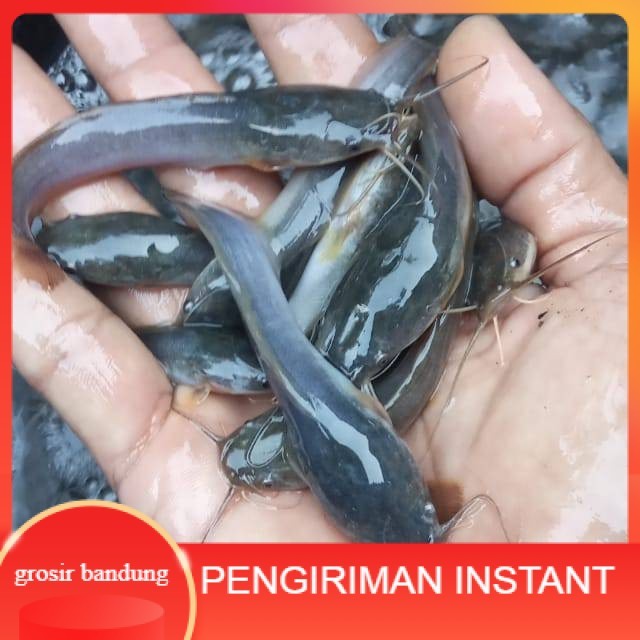 Bibit / benih ikan lele Sangkuriang 7 - 8 cm per 100 Ekor GROSIR BANDUNG