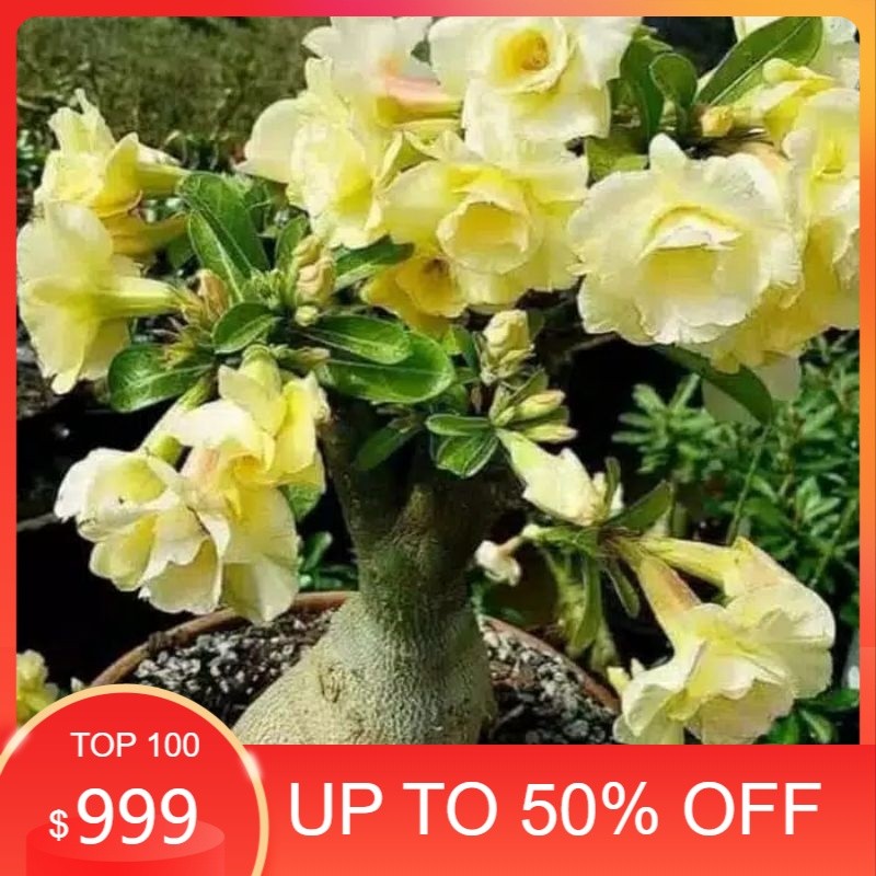 Adenium Kamboja Jepang Bunga Tumpuk Kuning