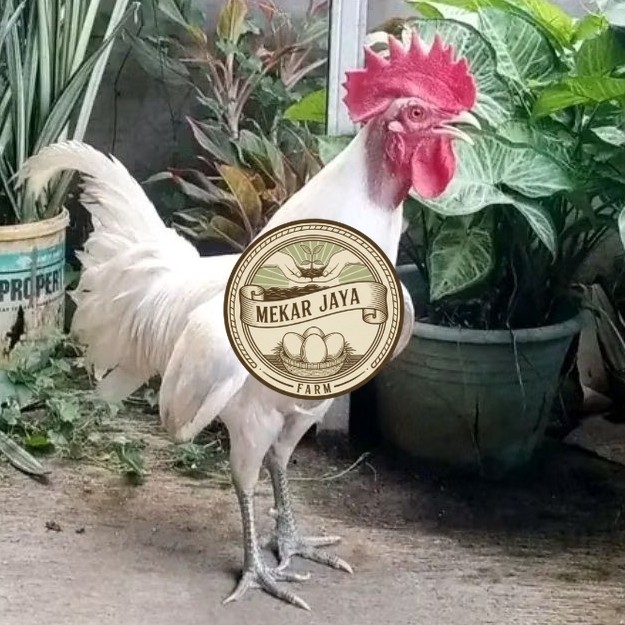 TELUR  AYAM HIAS KETAWA FERTIL untuk ditetaskan Mekarjaya Farm
