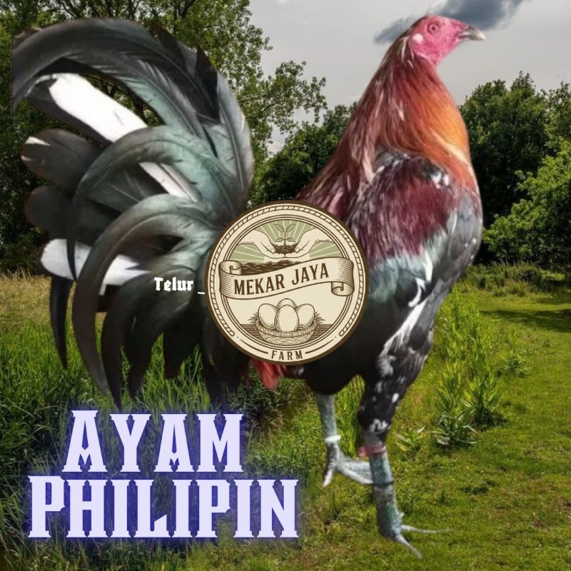 TELUR AYAM PHILIPIN ASLI untuk ditetaskan Mekarjaya Farm