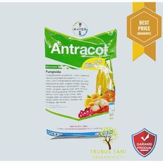 Sale Pembasmi jamur Antracol 500gr - antracol  500gr Terlaris