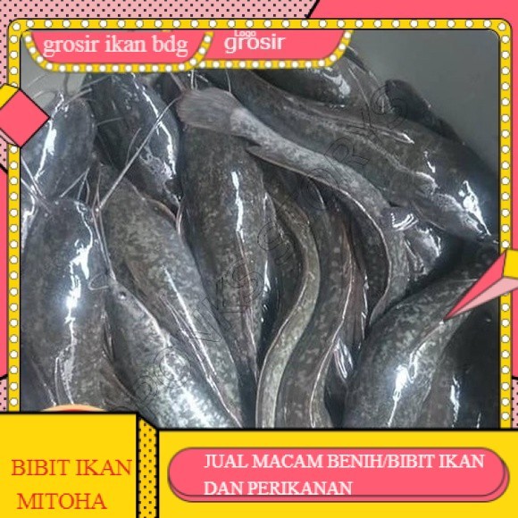 bibit/benih lele sangkuriang uk 16-20 cm per ekor GROSIR BANDUNG