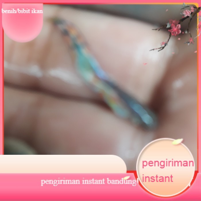 bibit /benih ikan hias guppy anakan campur per 10 ekor GROSIR BANDUNG