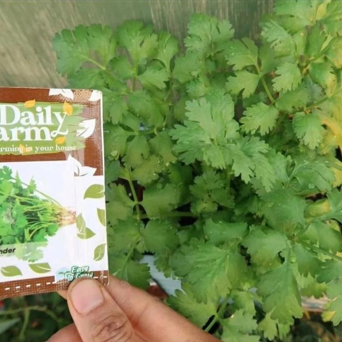 BIBIT KETUMBAR CORIANDER / Yansui / Daun Ketumbar -