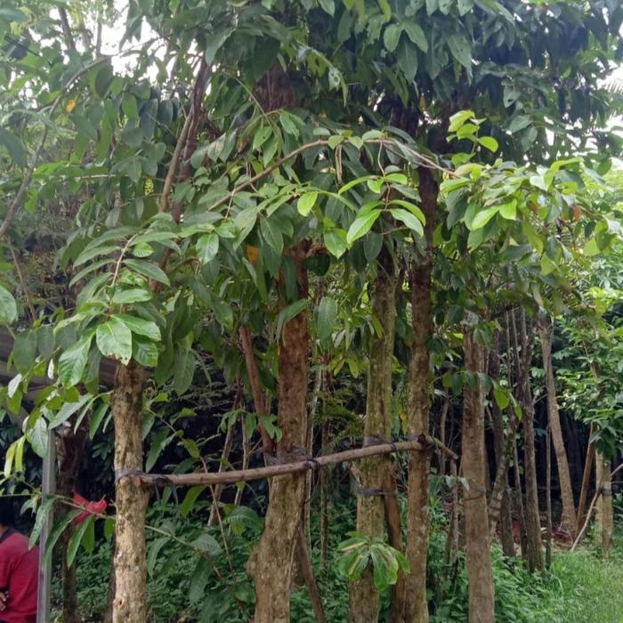 pohon bungur, pohon pelindung atau peneduh.