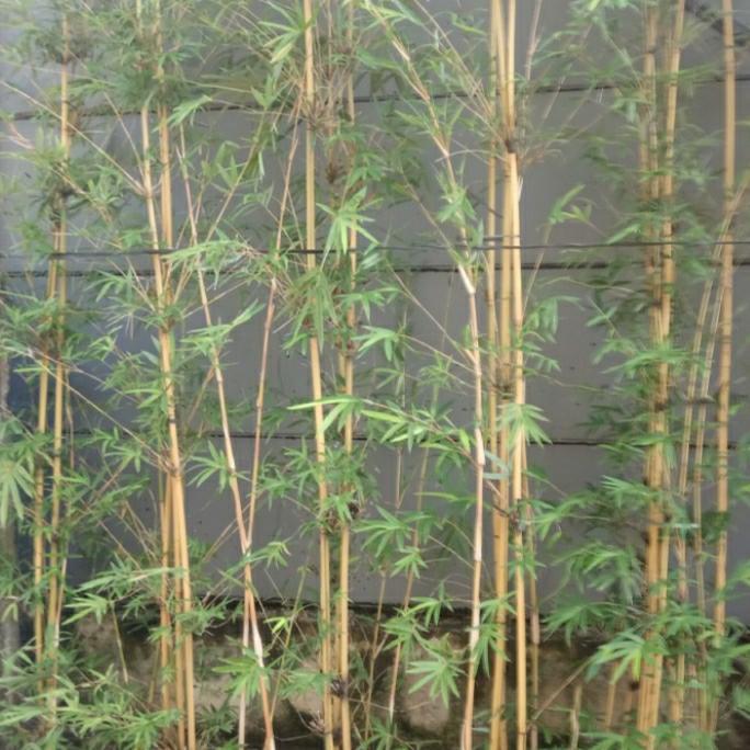 Pohon bambu cina atau Bambu Primadani bambu kuning.