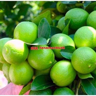 Bibit Jeruk Nipis Sudah Berbuah Super Cangkok