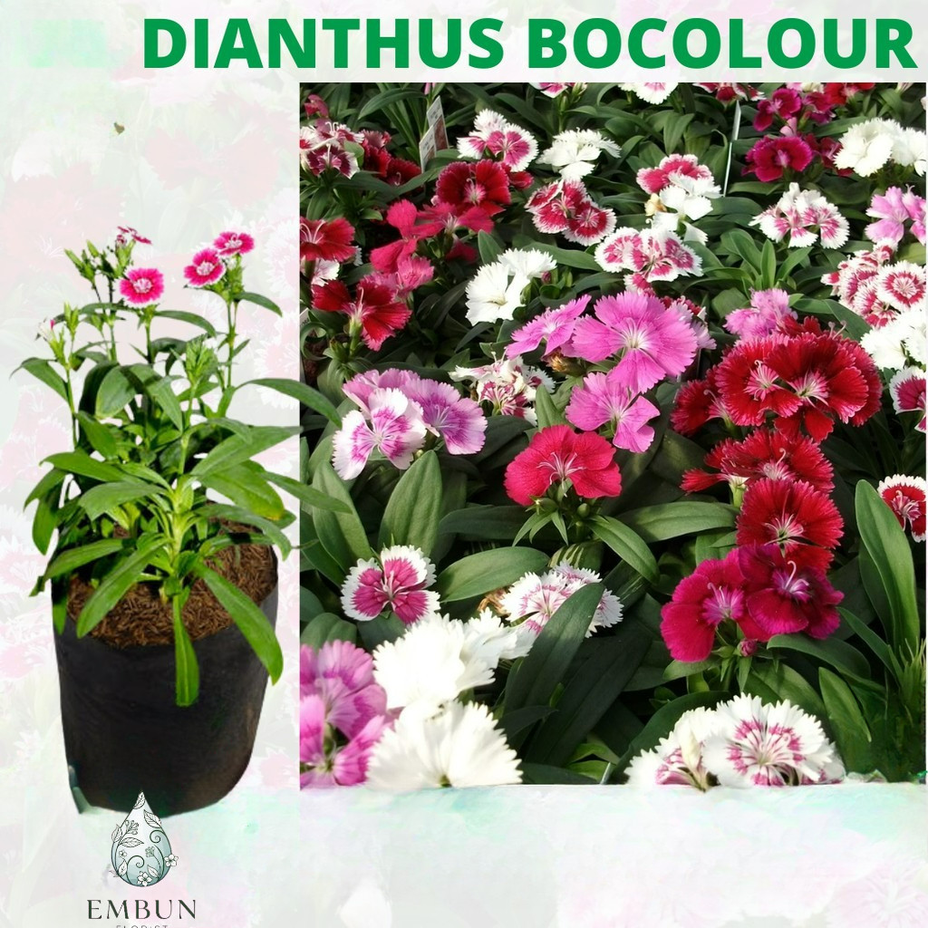 Tanaman Hidup Bunga Hias Dianthus / Anyelir (Berbunga) - Tanaman Hias Bunga Dianthus - Bibit Tanaman