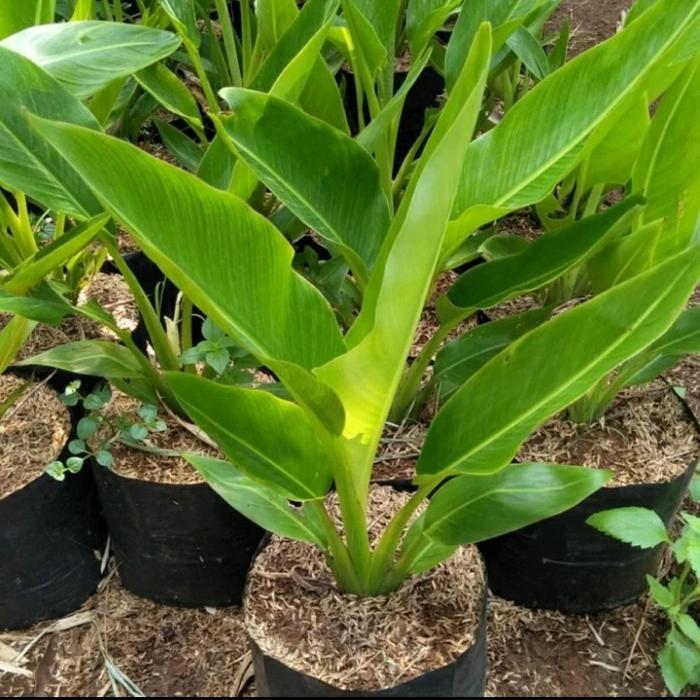 Bibit pohon pisang kipas,