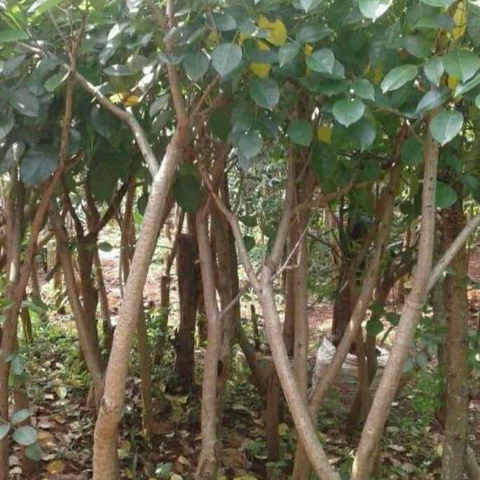 Tanaman Hias. Pohon Dadap merah. tanaman pelindung/peneduh.