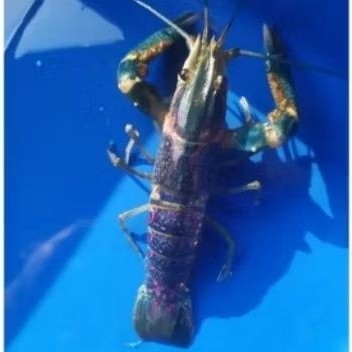 lobster indukan size 10-12cm