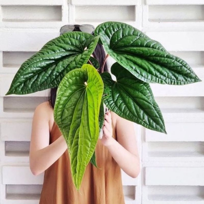 COD TERMURAH Tanaman hias anthurium sirih badak