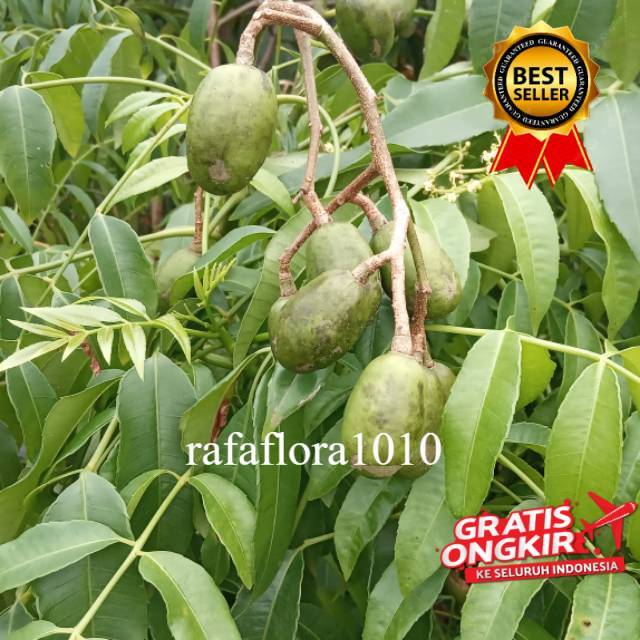Pohon buah kedongdong