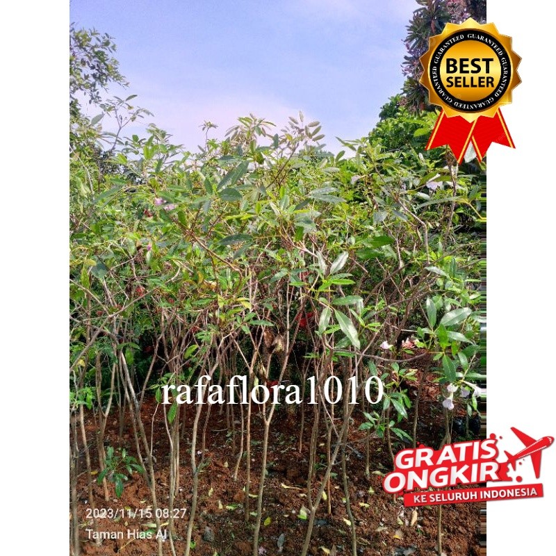 Tanaman hias Tabebuya sakura pink 2 meter