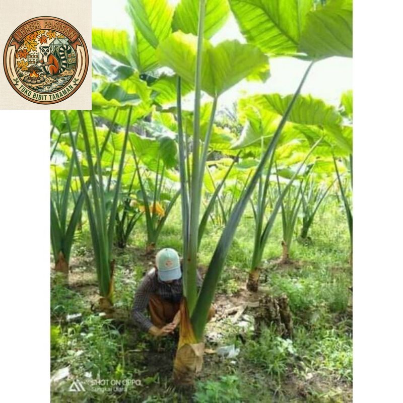 bibit talas gajah /mbote talas kimpul /bibit talas keripik/1pcs