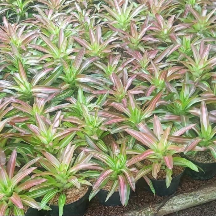 Tanaman hias, Pohon Bromelia Tricolor