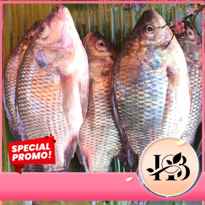 Promo Ikan Segar ikan mujair nila pasar online pasar online makassar