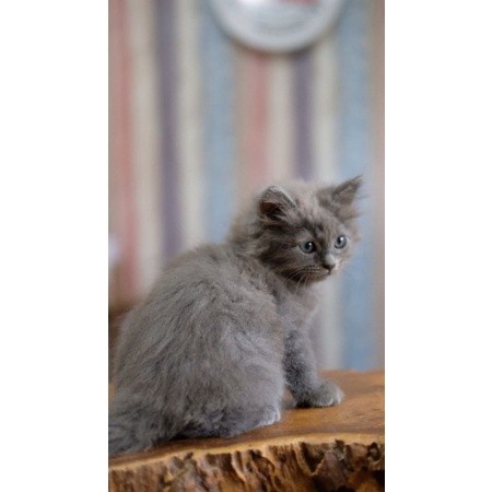 Kucing Persia Blue Solid