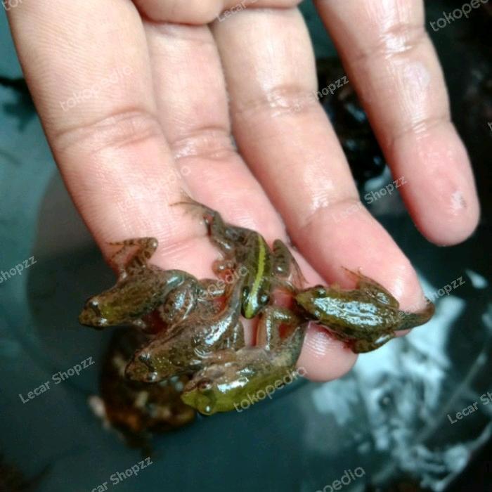 KODOK KATAK HIDUP PAKAN IKAN PREDATOR [ISI 30 EKOR]