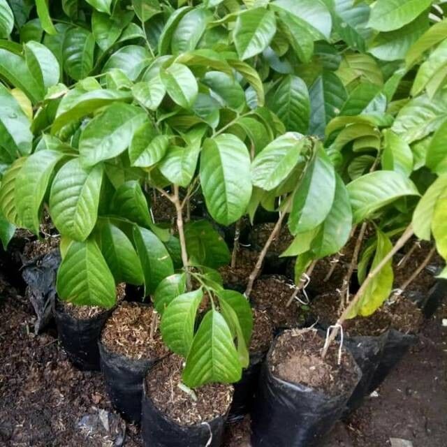 Bibit Buah Duku Palembang Super Tanpa Biji Cepat Berbuah