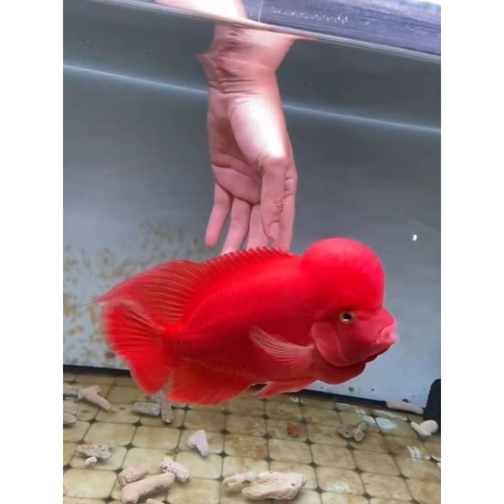 4/5cm Burayak Louhan SRM Super Red Monkey, Warna Merah Menawan, Kualitas Unggulan pilihan
