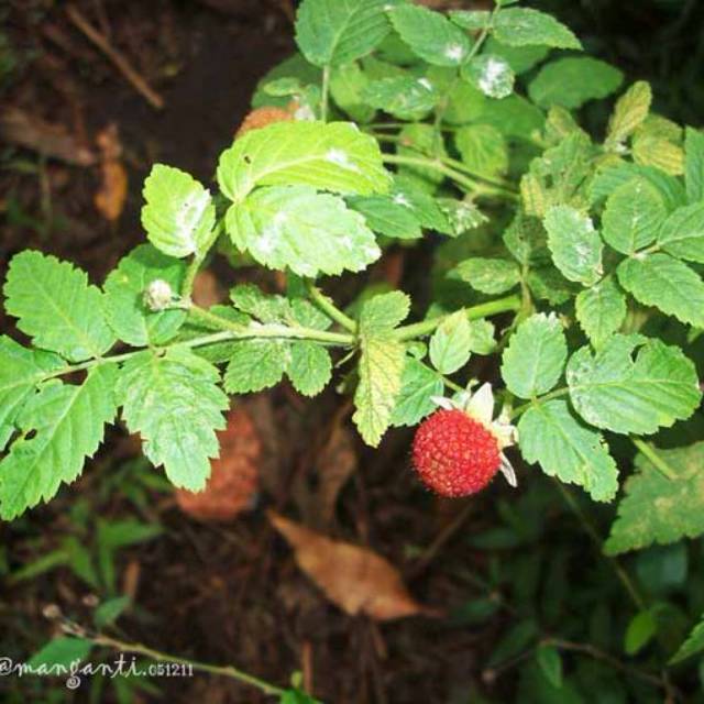 Bibit tanaman arbei hutan